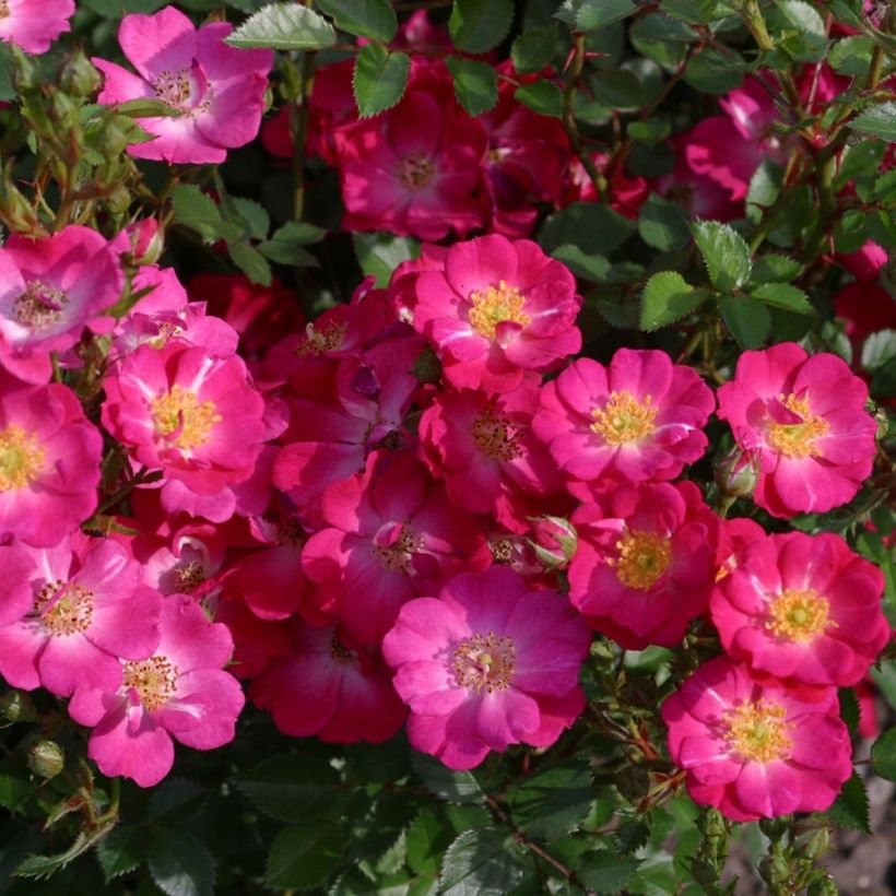 Rosier Nectar Garden Lilliput Lupo (Flowering)