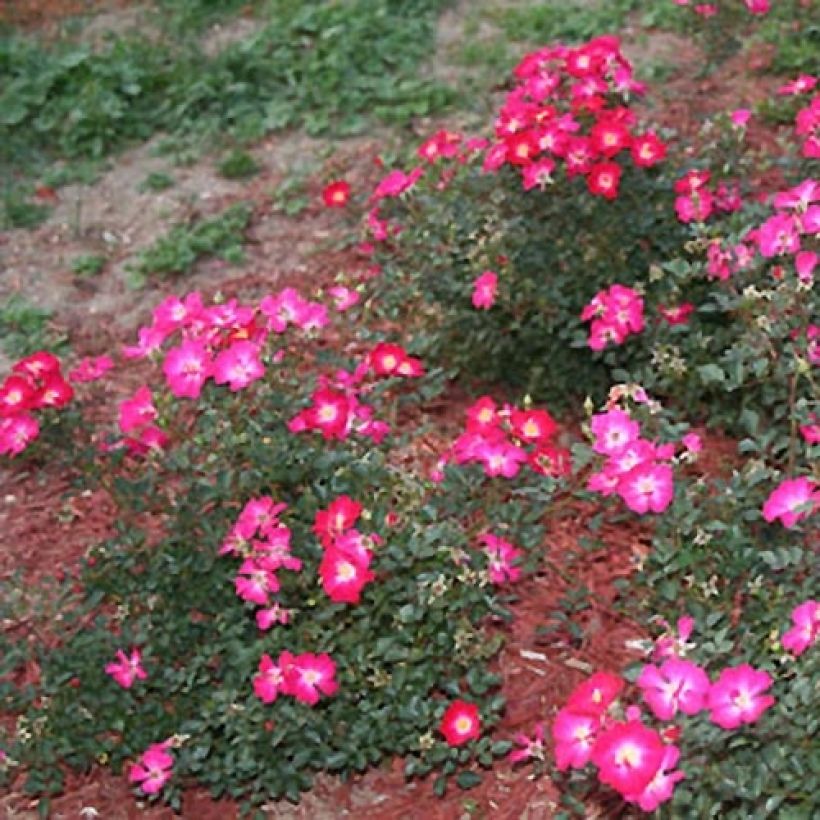 Rosier Nectar Garden Lilliput Lupo (Plant habit)