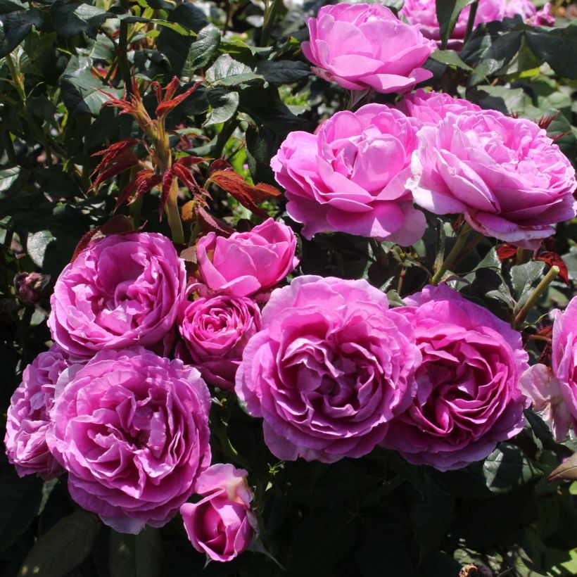 Rosier Parfuma Catherine de Medicis (Flowering)