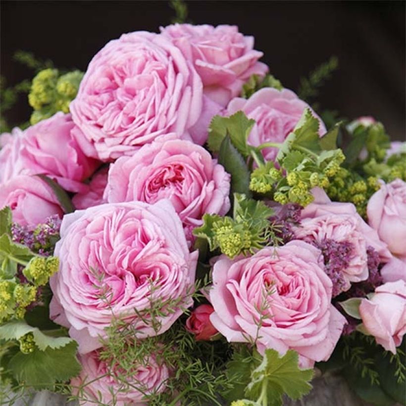 Rosier Parfuma Comtesse Marie Henriette / Mme de Maintenon  (Flowering)