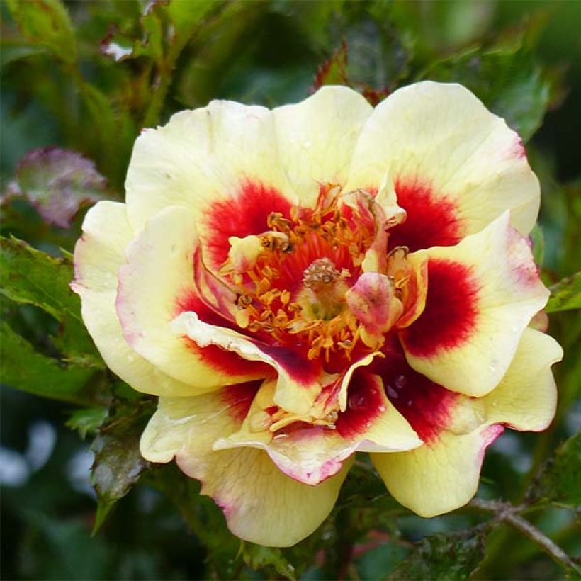 Rosier nain Pastel Babylon Eyes (Flowering)