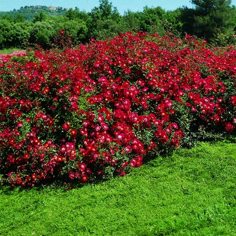 Rosier arbustif Rouge Meillandécor (Plant habit)