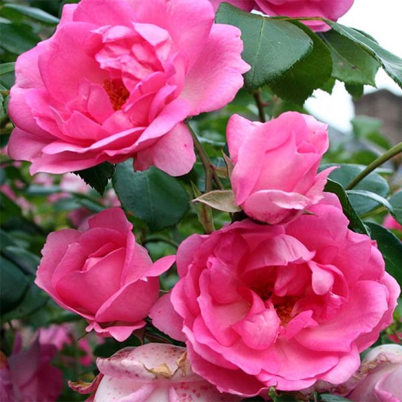 Rosier arbustif Centenaire de Lourdes  (Flowering)