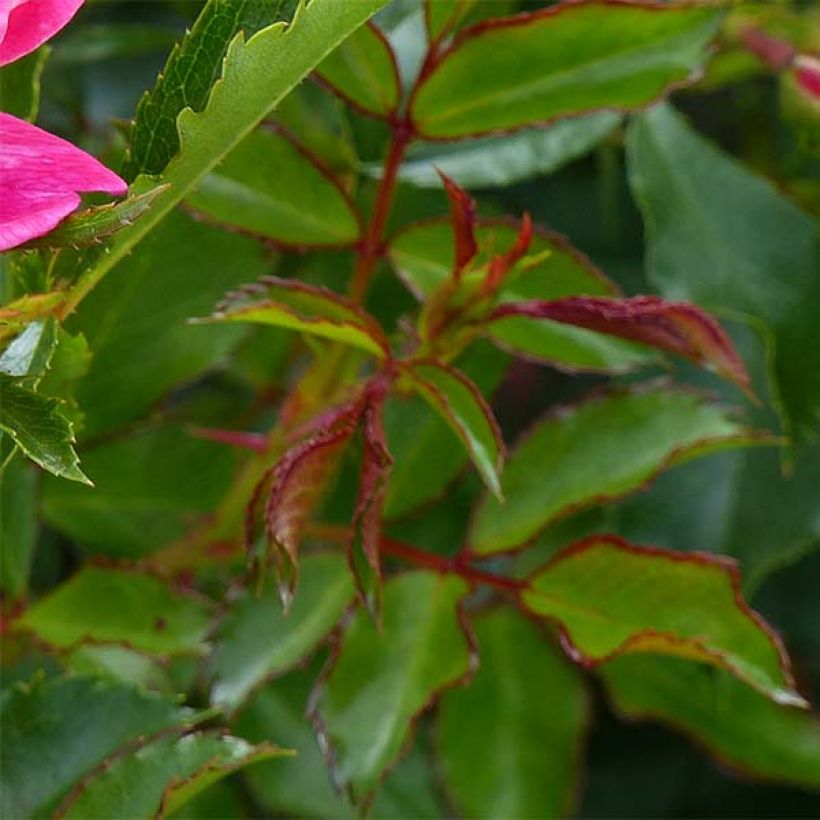 Rosier nain Queen Babylon Eyes (Foliage)