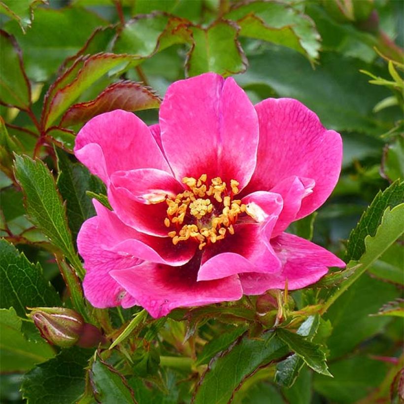 Rosier nain Queen Babylon Eyes (Flowering)