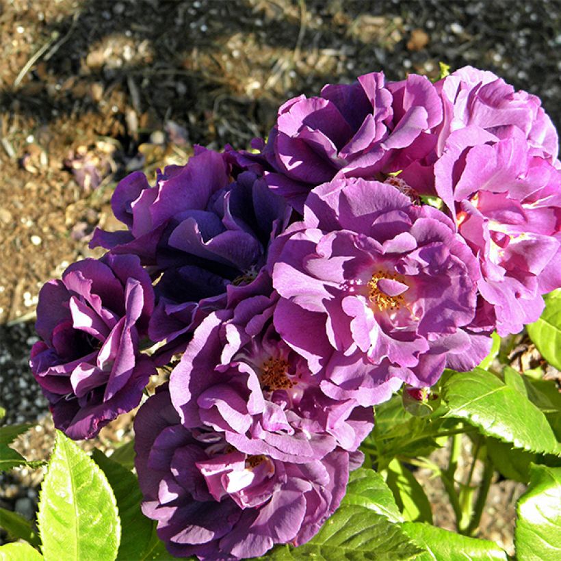 Rosier à fleurs groupées Rhapsody In Blue (Flowering)