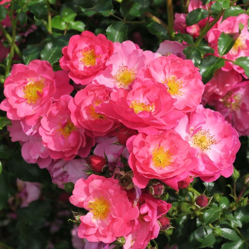 Rosier Rigo Rosen Hotline (Flowering)