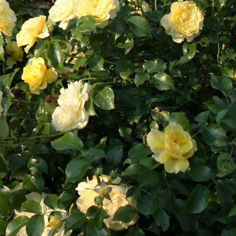 Rosier Rigo Solero  (Foliage)