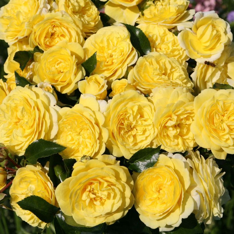 Rosier Rigo Solero  (Flowering)