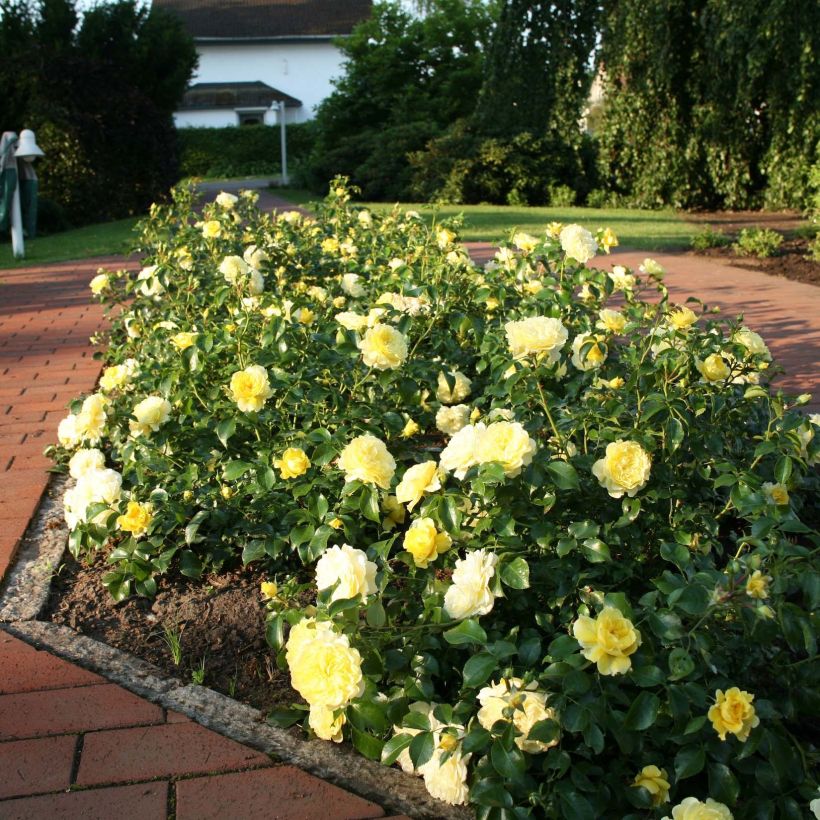 Rosier Rigo Solero  (Plant habit)