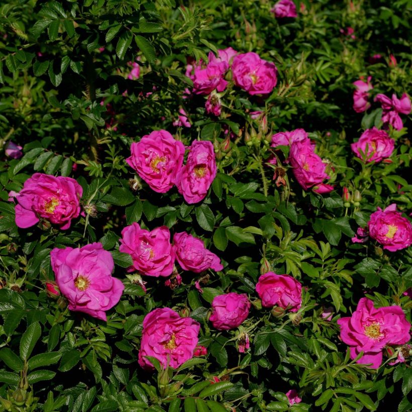 Rosier Savoranova Smart (Flowering)