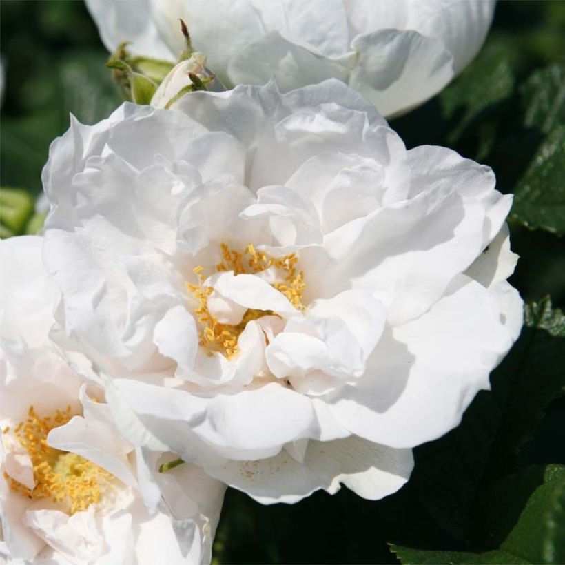 Rosier Savoranova White (Flowering)