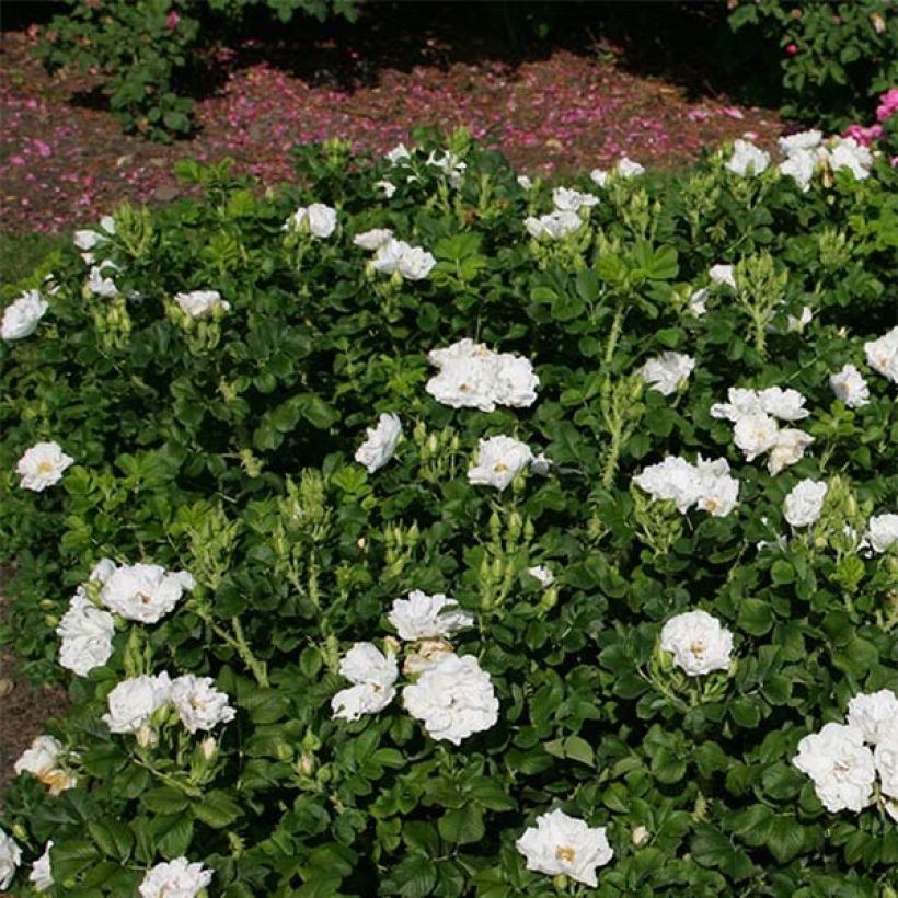 Rosier Savoranova White (Plant habit)