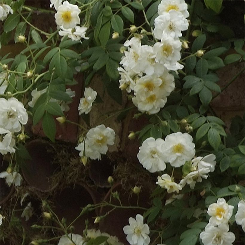 Rosier liane Sander's White Rambler (Flowering)