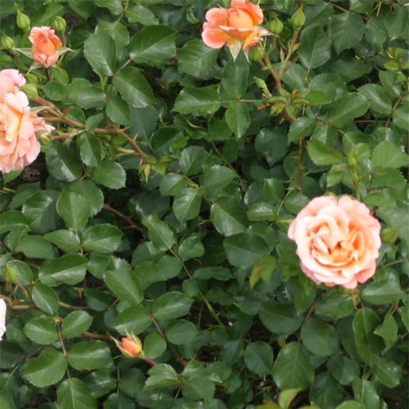 Rosier Urban Streetlight Rekord Cubana (Foliage)