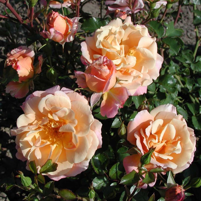 Rosier Urban Streetlight Rekord Cubana (Flowering)