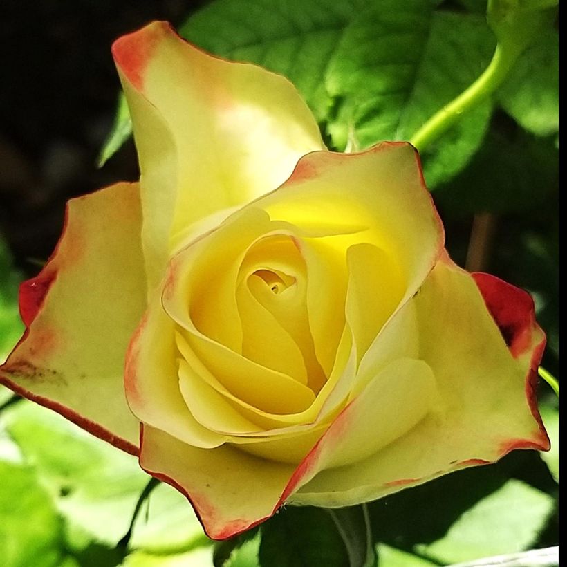 Rosier à fleurs groupées Origami (Flowering)