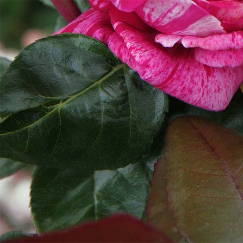 Rosier à grandes fleurs Crazy Fashion (Foliage)