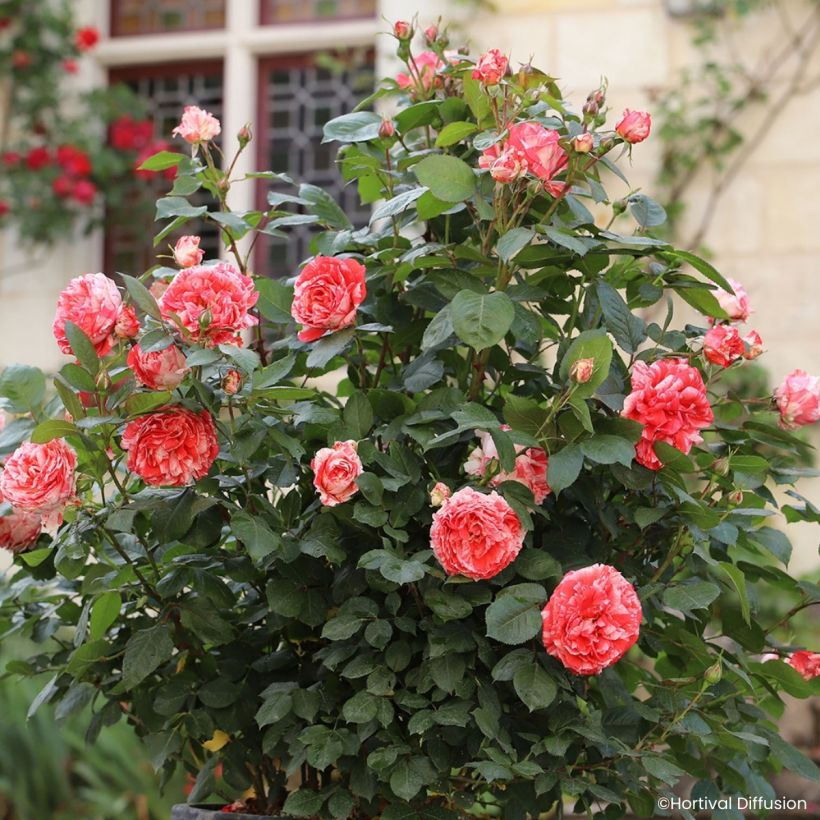 Rosier à fleurs groupées Scentimental Coral (Plant habit)