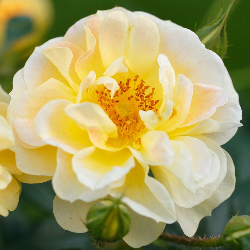 Rosier Bees Paradise Gelb (Flowering)
