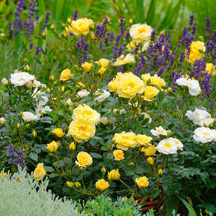 Rosier Bees Paradise Gelb (Plant habit)