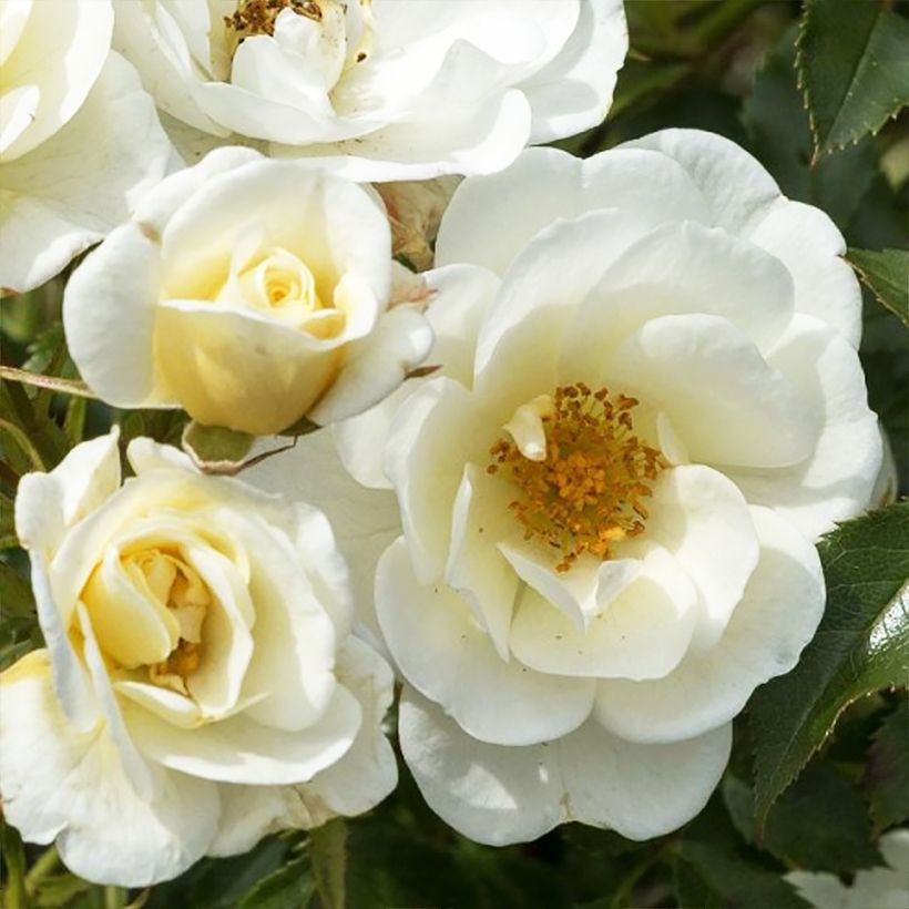 Rosier Bees Paradise Ivory (Flowering)