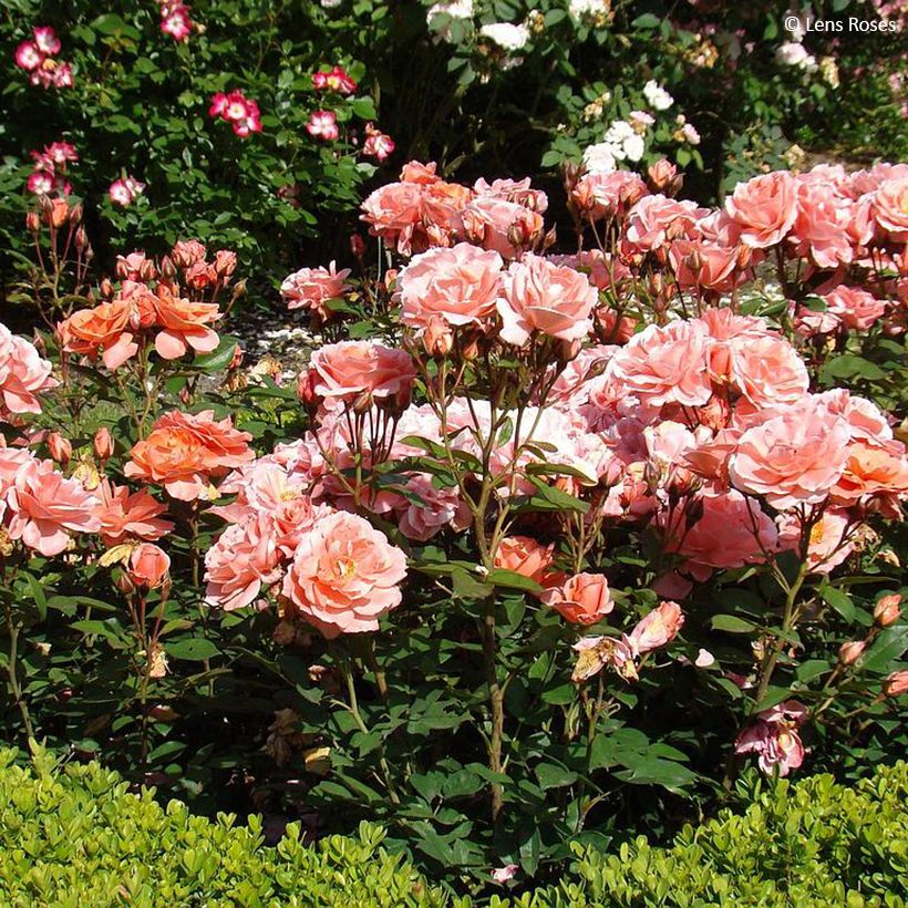 Rosier à fleurs groupées Favorite (Plant habit)