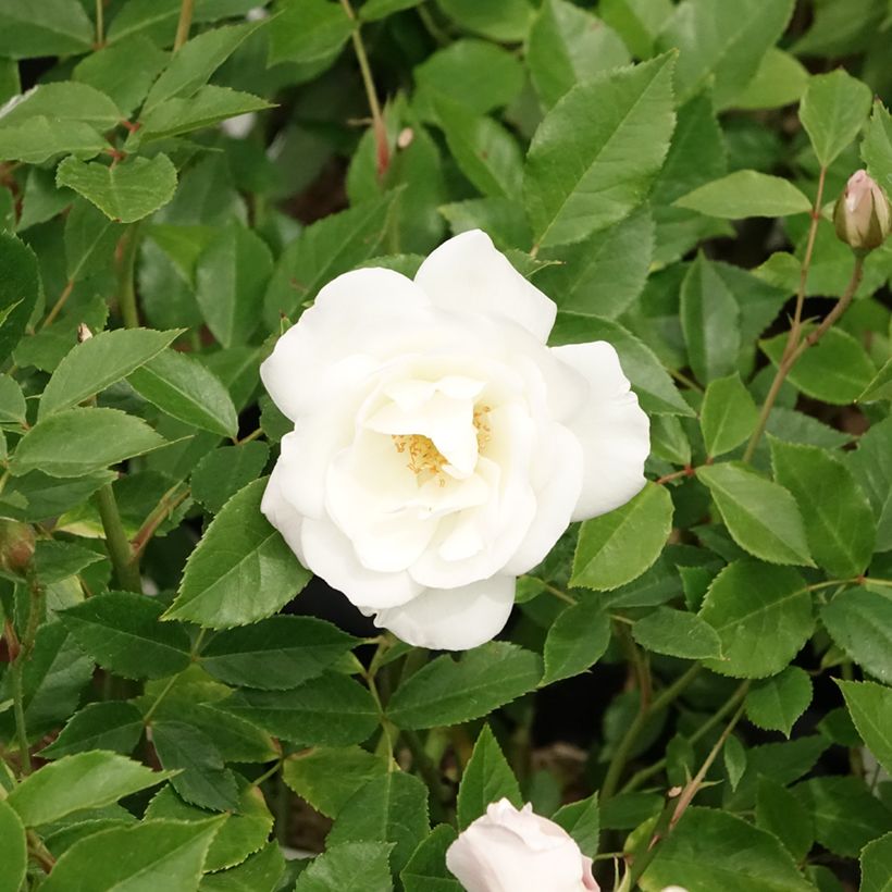 Rosier à fleurs groupées Iceberg (Fée des neiges) (Flowering)