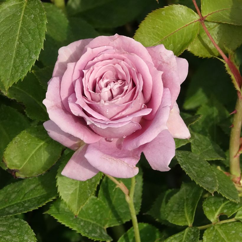 Rosier à fleurs groupées Novalis (Flowering)