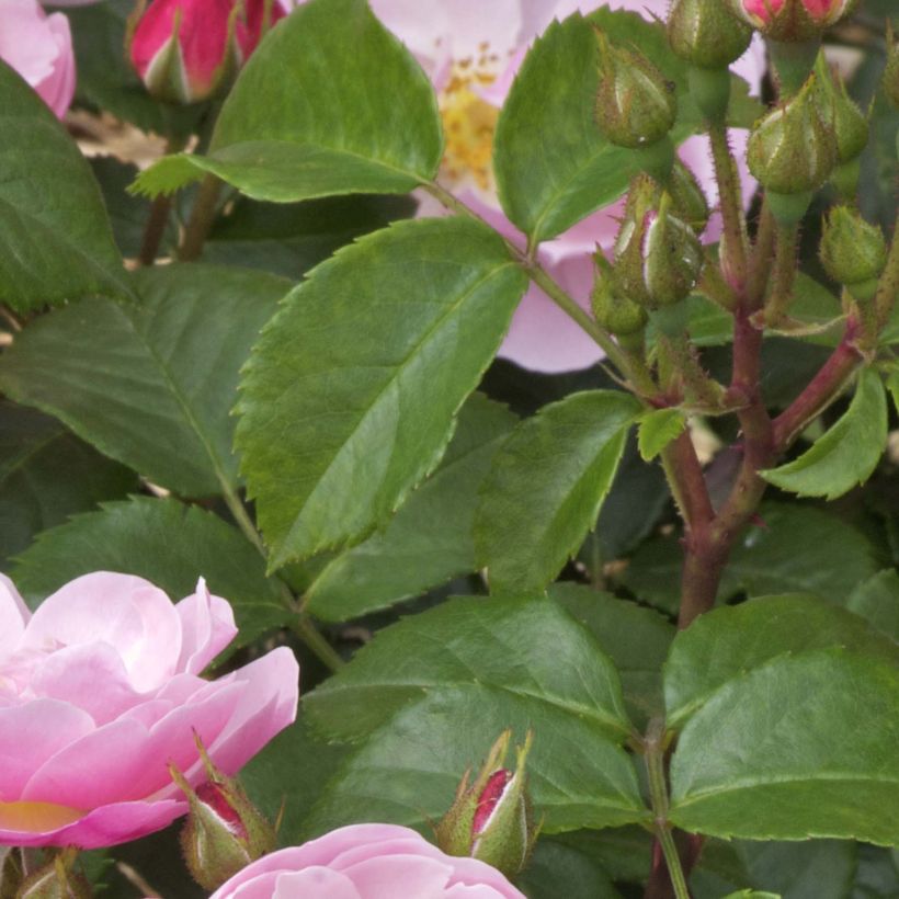 Rosier à fleurs groupées Utopia (Foliage)