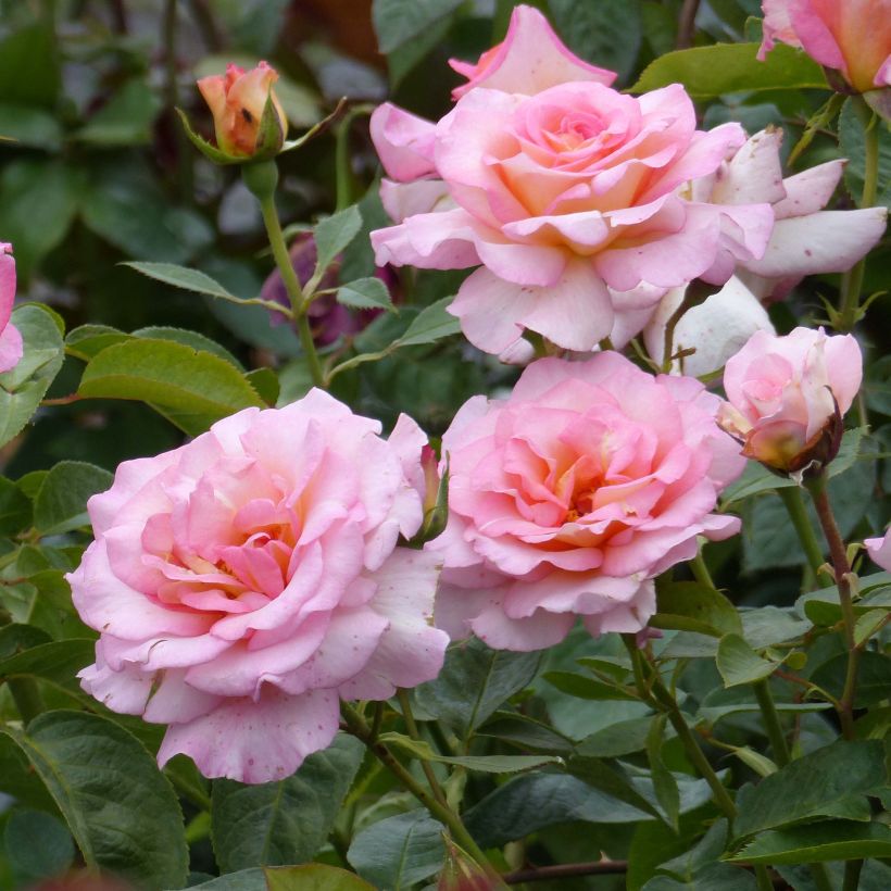 Rosier à grandes fleurs André Eve (Flowering)