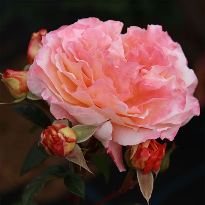 Rosier à grandes fleurs Augusta Luise (Flowering)