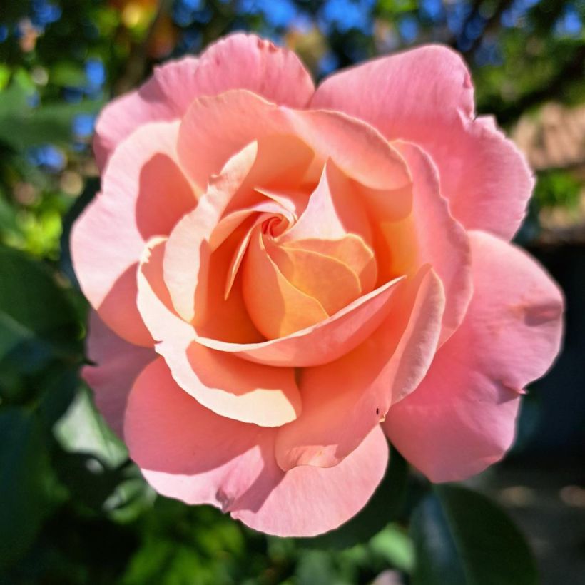 Rosier à grandes fleurs Clair Renaissance (Flowering)
