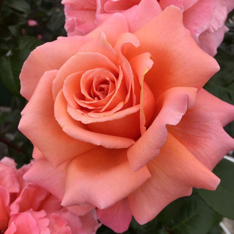 Rosier à grandes fleurs Parfum de Loire (Flowering)