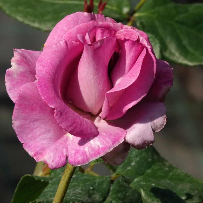 Rosier à grandes fleurs Violette Parfumée (Flowering)