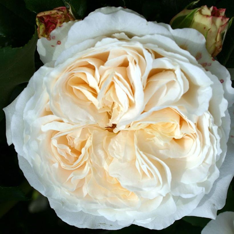 Rosa Kosmos (Flowering)