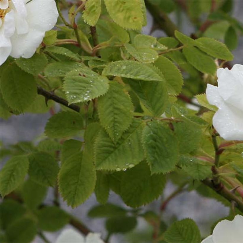 Rosier ancien Alba Suaveolens (Foliage)