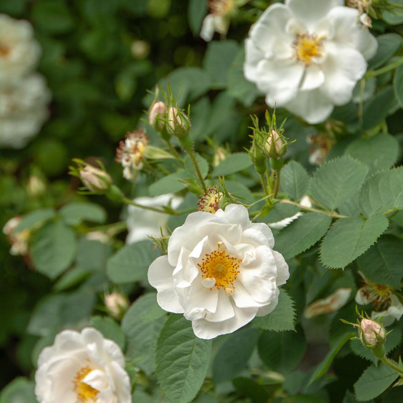 Rosier ancien Alba Suaveolens (Flowering)