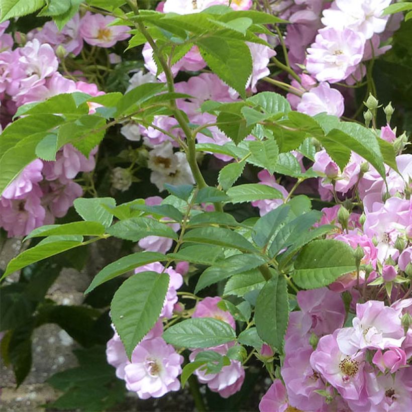 Rosier liane Blush Rambler - Rose ancienne (Foliage)