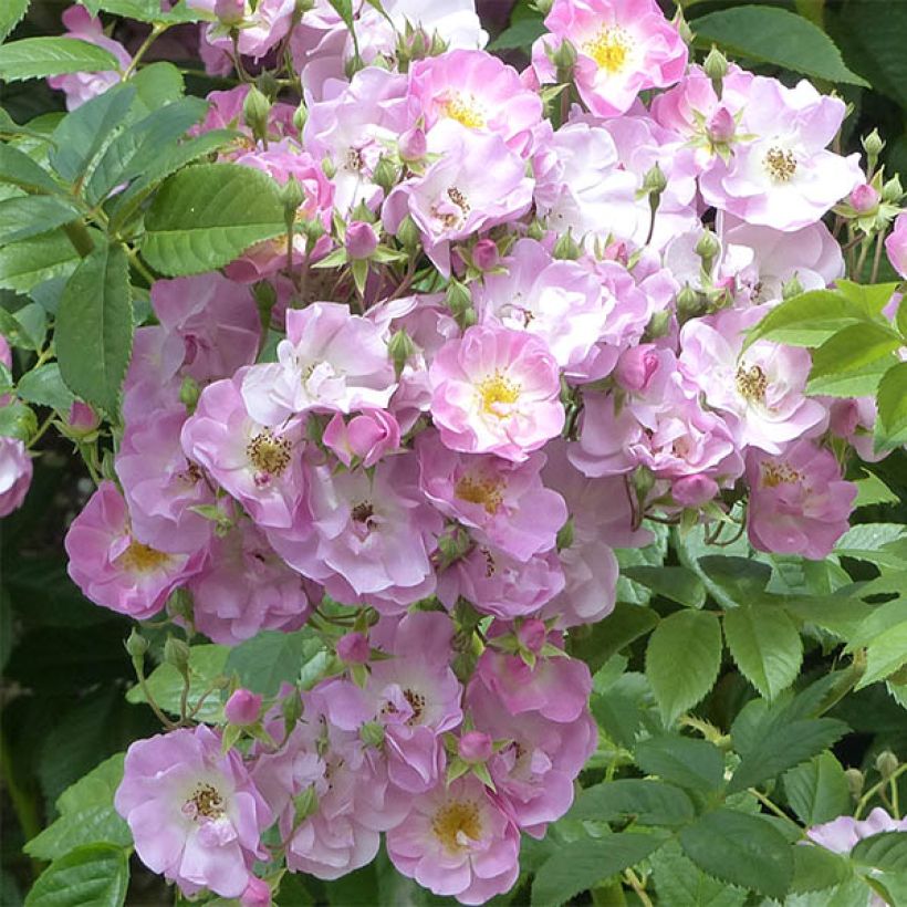 Rosier liane Blush Rambler - Rose ancienne (Flowering)