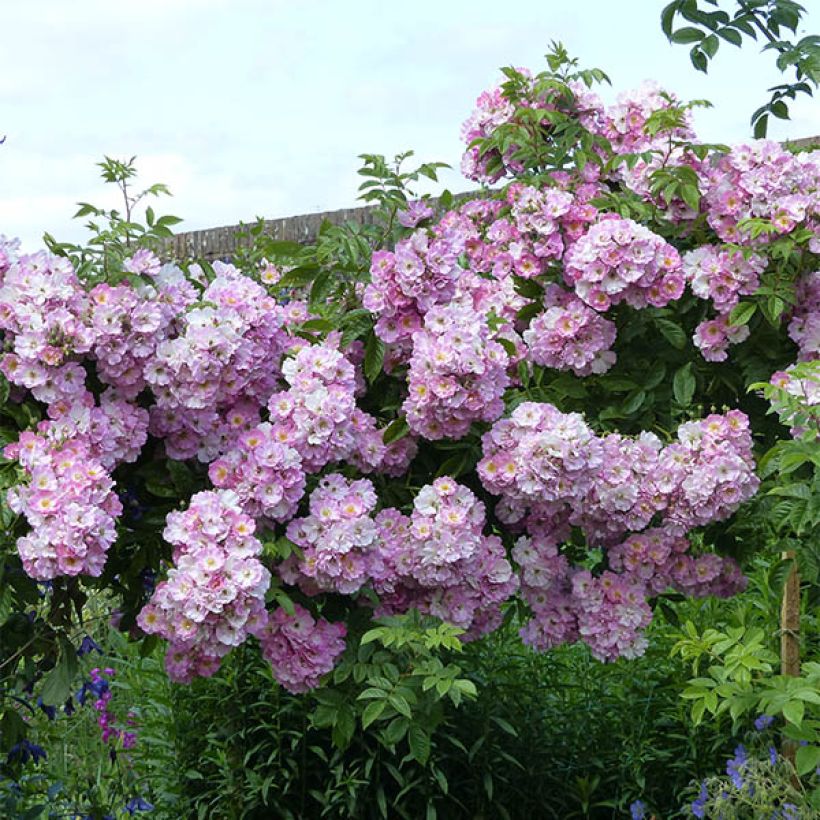 Rosier liane Blush Rambler - Rose ancienne (Plant habit)