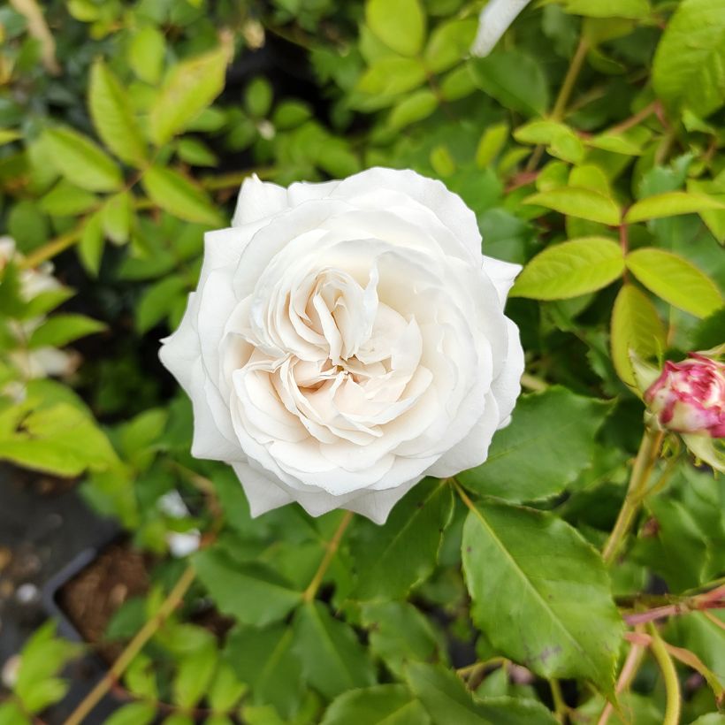 Rosier ancien Boule de Neige (Flowering)