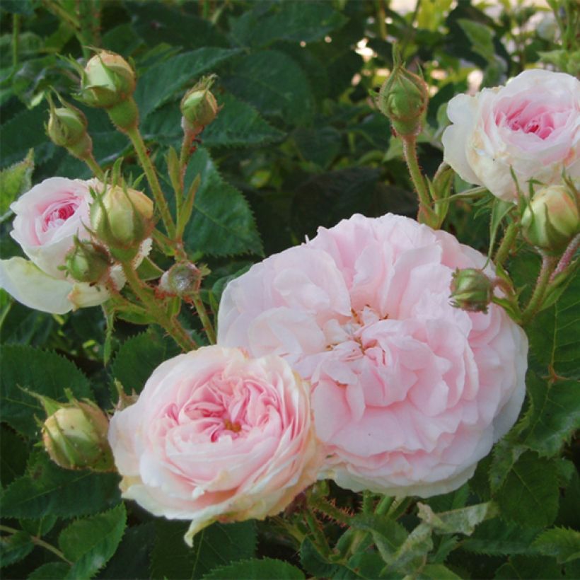 Rosier ancien Cuisse de Nymphe (Flowering)
