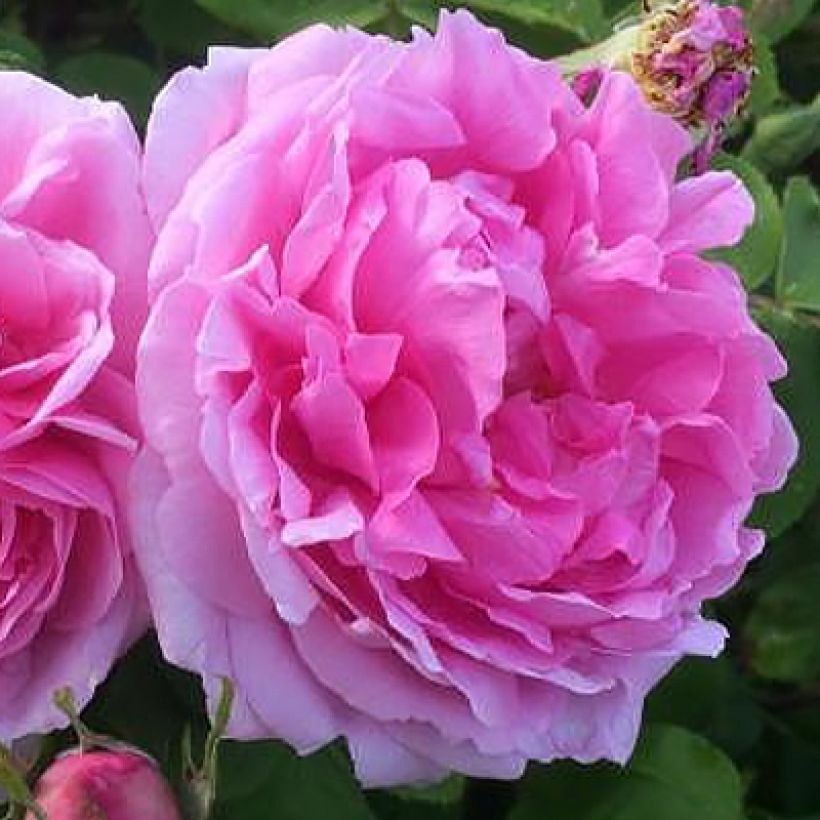 Rosier ancien Mme Boll (Flowering)
