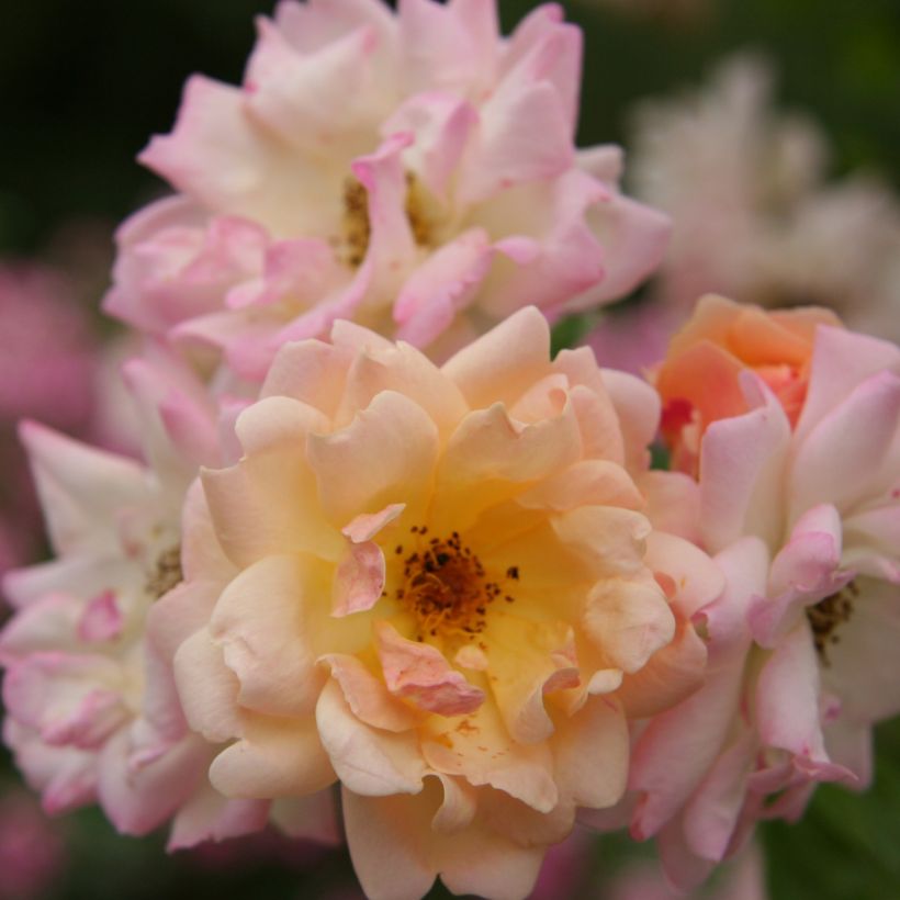 Rosier ancien Phyllis Bide (Flowering)