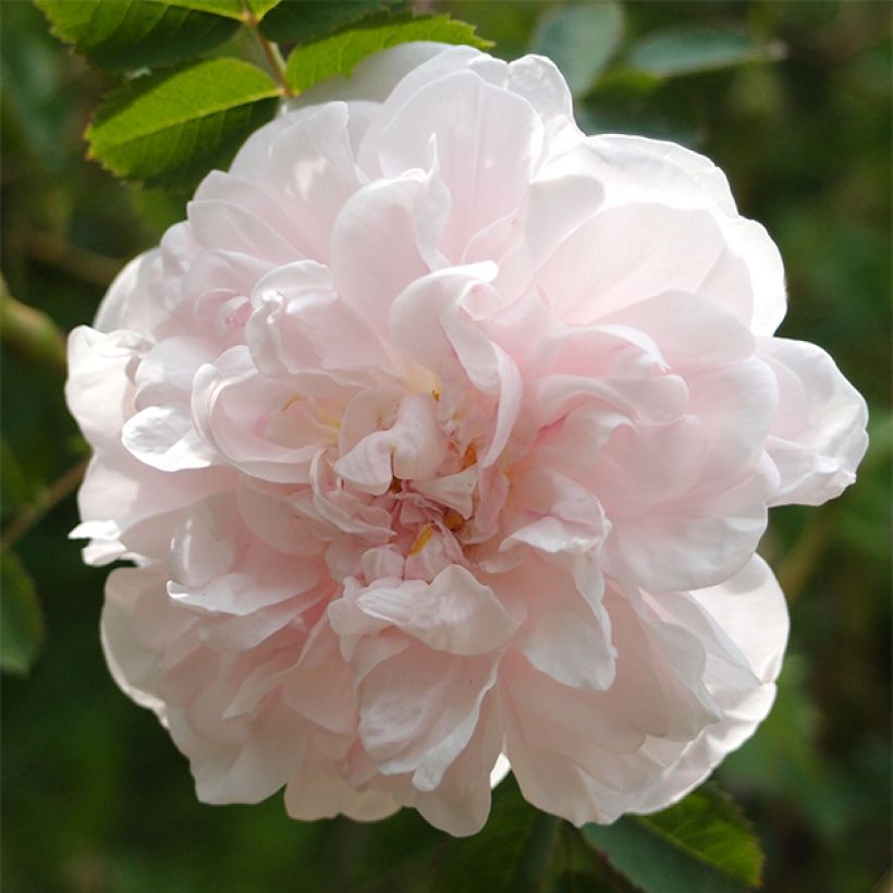 Rosier ancien Stanwell Perpetual (Flowering)