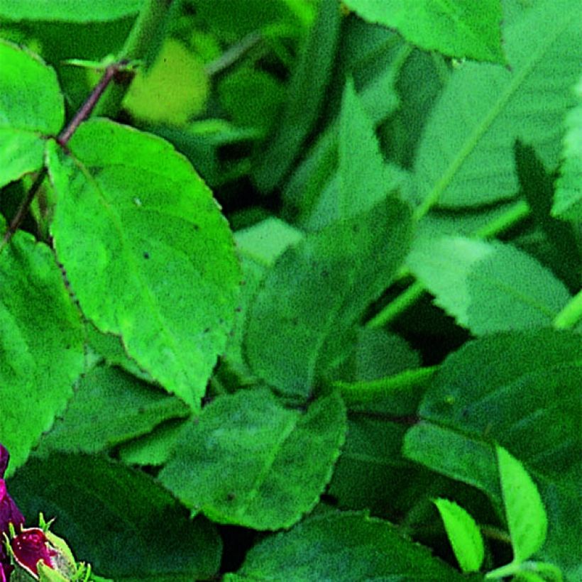 Rosier ancien Tuscany Superb (Foliage)