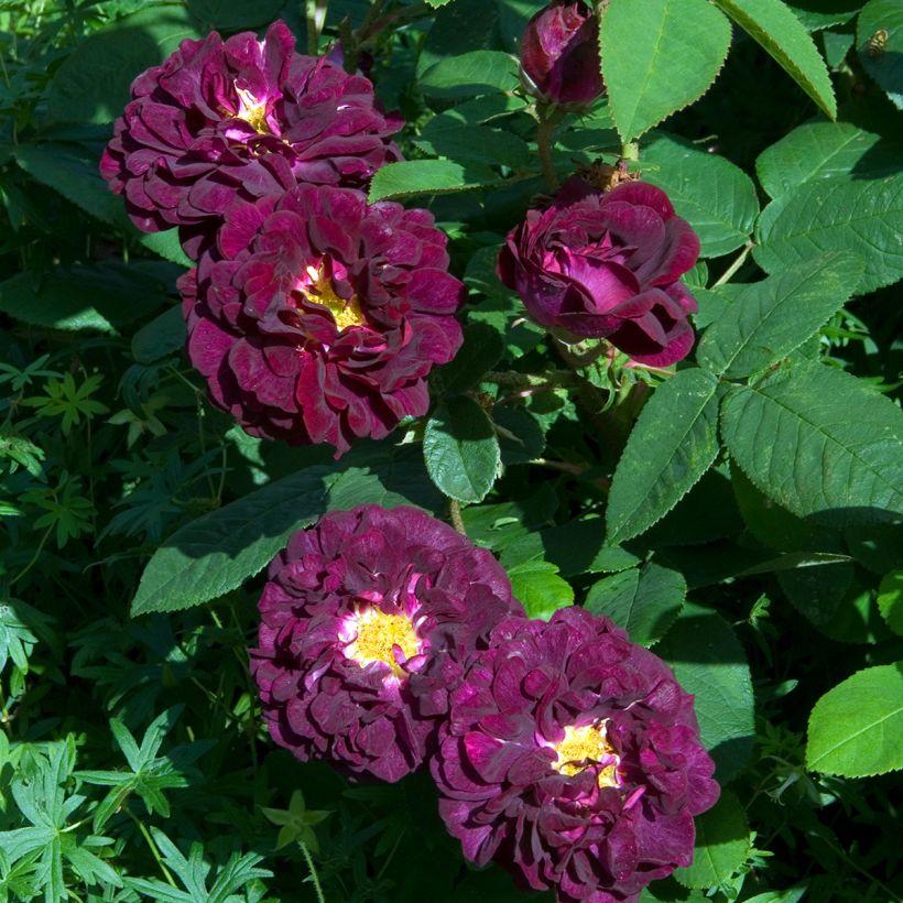 Rosier ancien Tuscany Superb (Flowering)
