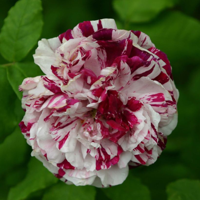 Rosier ancien Variegata di Bologna (Flowering)