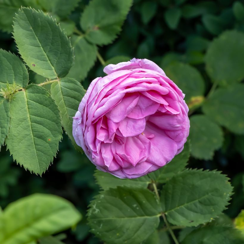 Rosier ancien centifolia BIO - Rose à cent-feuilles (Flowering)